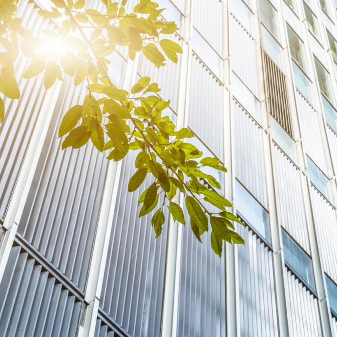 leaves of a tree in front of a modern building